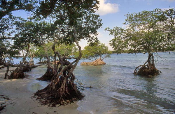 mangroves in florida