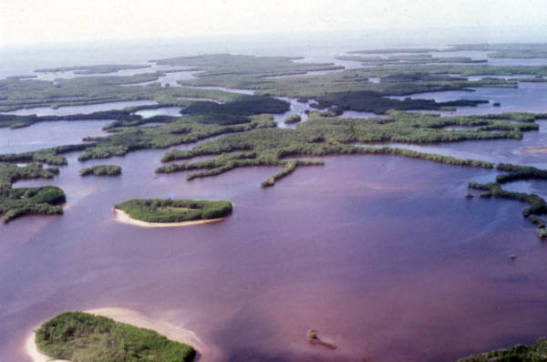 aerial view of mangrove tree islands in ten thousand islands in florida everglades, near marco island and everglades national park.